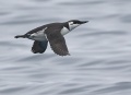 Common Murre